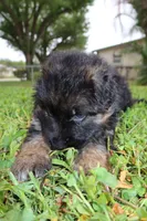 Llorona, a female German Shepherd Dog for sale in Stuart, FL – Photo 7 of 10