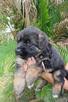 Llorona, a female German Shepherd Dog for sale in Stuart, FL – Photo 10 of 10