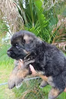Llorona, a female German Shepherd Dog for sale in Stuart, FL – Photo 9 of 10