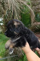 Llorona, a female German Shepherd Dog for sale in Stuart, FL – Photo 5 of 10