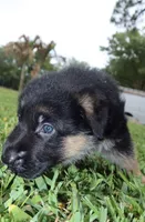 Dane, a male German Shepherd Dog for sale in Stuart, FL – Photo 8 of 8