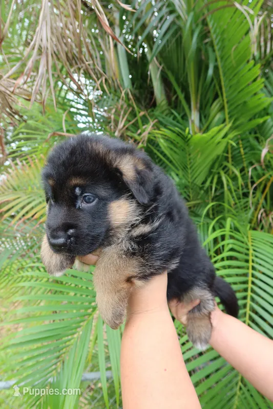 Dane – German Shepherd Dog puppy for sale in Stuart, FL
