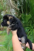 Dane, a male German Shepherd Dog for sale in Stuart, FL – Photo 6 of 8