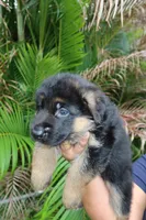 Dane, a male German Shepherd Dog for sale in Stuart, FL – Photo 3 of 8