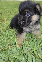 Dane, a male German Shepherd Dog for sale in Stuart, FL – Photo 4 of 8
