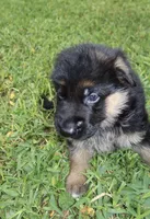 Dane, a male German Shepherd Dog for sale in Stuart, FL – Photo 5 of 8