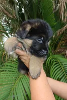 Dane, a male German Shepherd Dog for sale in Stuart, FL – Photo 7 of 8