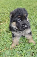 Dane, a male German Shepherd Dog for sale in Stuart, FL – Photo 2 of 8