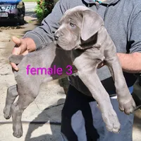 Lucie, a female Cane Corso for sale in Niles, OH – 2 of 4