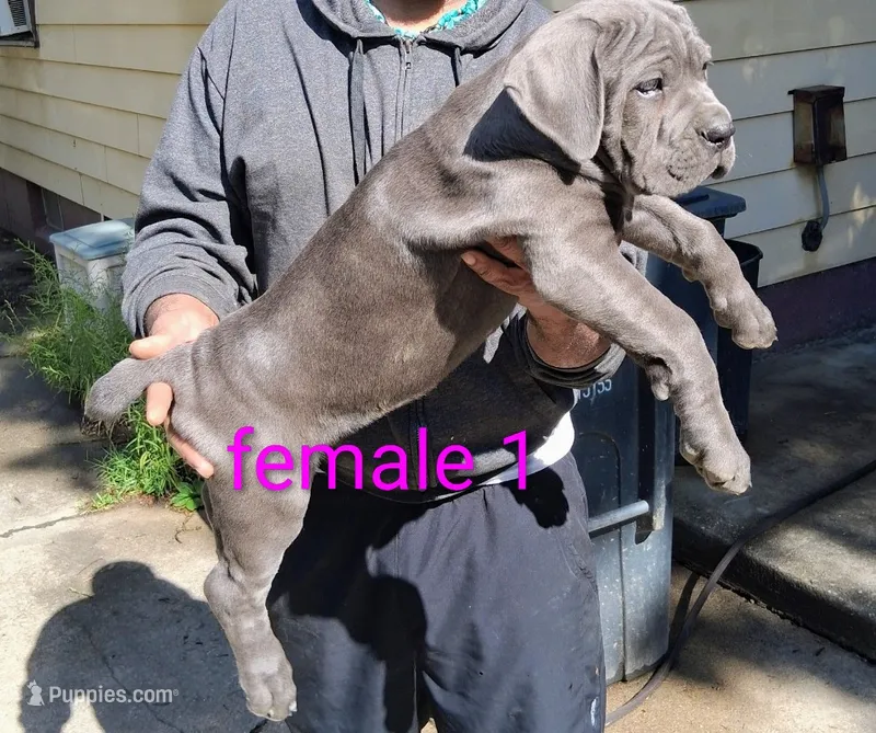 Lucie – Cane Corso puppy for sale in Niles, OH