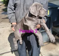 Lucie, a female Cane Corso for sale in Niles, OH – 4 of 4