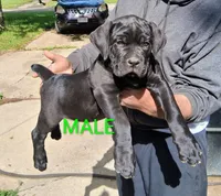 Lucie, a female Cane Corso for sale in Niles, OH – 3 of 4