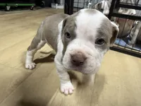 VAL (short for Valkyrie), a female American Pit Bull Terrier for sale in Sacramento, CA – Photo 4 of 5