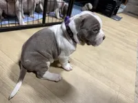 VAL (short for Valkyrie), a female American Pit Bull Terrier for sale in Sacramento, CA – Photo 5 of 5