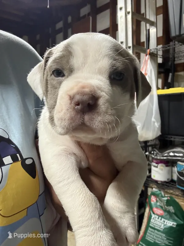 VAL (short for Valkyrie) – American Pit Bull Terrier puppy for sale in Sacramento, CA