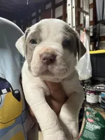 VAL (short for Valkyrie), a female American Pit Bull Terrier for sale in Sacramento, CA – Photo 1 of 5