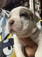 VAL (short for Valkyrie), a female American Pit Bull Terrier for sale in Sacramento, CA – Photo 3 of 5