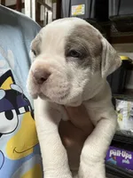 VAL (short for Valkyrie), a female American Pit Bull Terrier for sale in Sacramento, CA – Photo 2 of 5