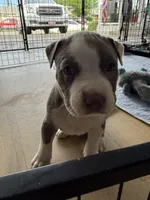 NORA, a female American Pit Bull Terrier for sale in Sacramento, CA – Photo 2 of 3