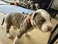 NORA, a female American Pit Bull Terrier for sale in Sacramento, CA – Photo 3 of 3