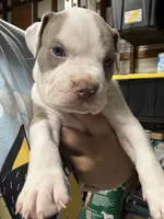 MOE (short for Smoke), a male American Pit Bull Terrier for sale in Sacramento, CA – Photo 3 of 4