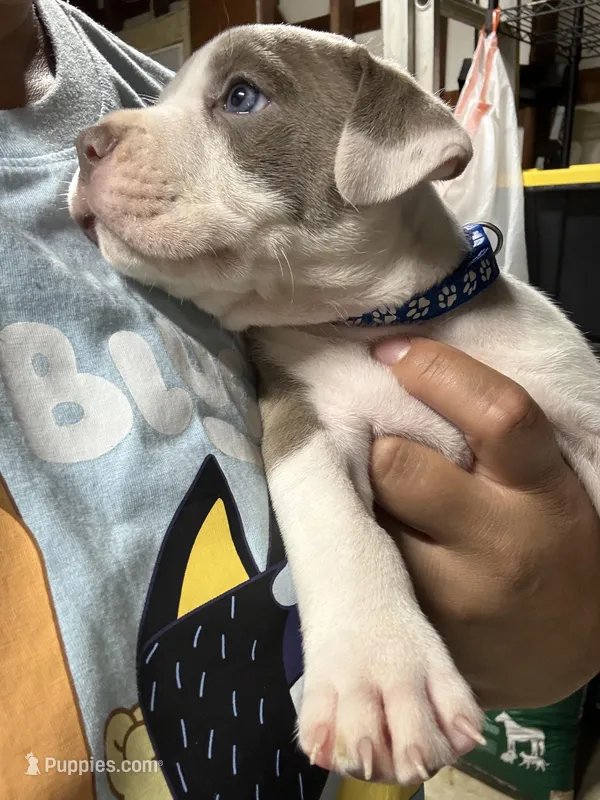 MOE (short for Smoke) – American Pit Bull Terrier puppy for sale in Sacramento, CA