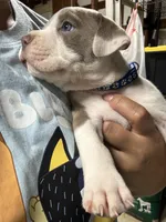 MOE (short for Smoke), a male American Pit Bull Terrier for sale in Sacramento, CA – Photo 1 of 4