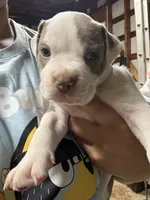 MOE (short for Smoke), a male American Pit Bull Terrier for sale in Sacramento, CA – Photo 2 of 4