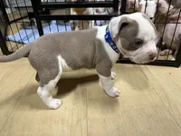 MOE (short for Smoke), a male American Pit Bull Terrier for sale in Sacramento, CA – Photo 4 of 4