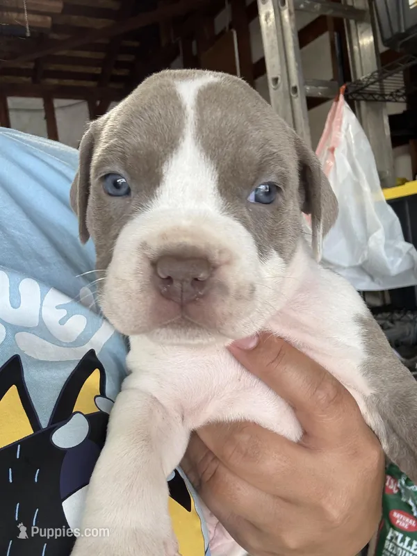 PAX – American Pit Bull Terrier puppy for sale in Sacramento, CA