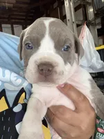 PAX, a male American Pit Bull Terrier for sale in Sacramento, CA – Photo 1 of 5