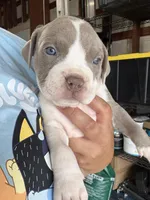 PAX, a male American Pit Bull Terrier for sale in Sacramento, CA – Photo 2 of 5