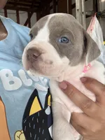 PAX, a male American Pit Bull Terrier for sale in Sacramento, CA – Photo 3 of 5