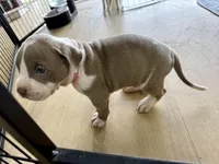 PAX, a male American Pit Bull Terrier for sale in Sacramento, CA – Photo 5 of 5