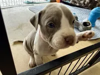 PAX, a male American Pit Bull Terrier for sale in Sacramento, CA – Photo 4 of 5