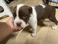 MILLIE (short for 9MM), a female American Pit Bull Terrier for sale in Sacramento, CA – Photo 4 of 4