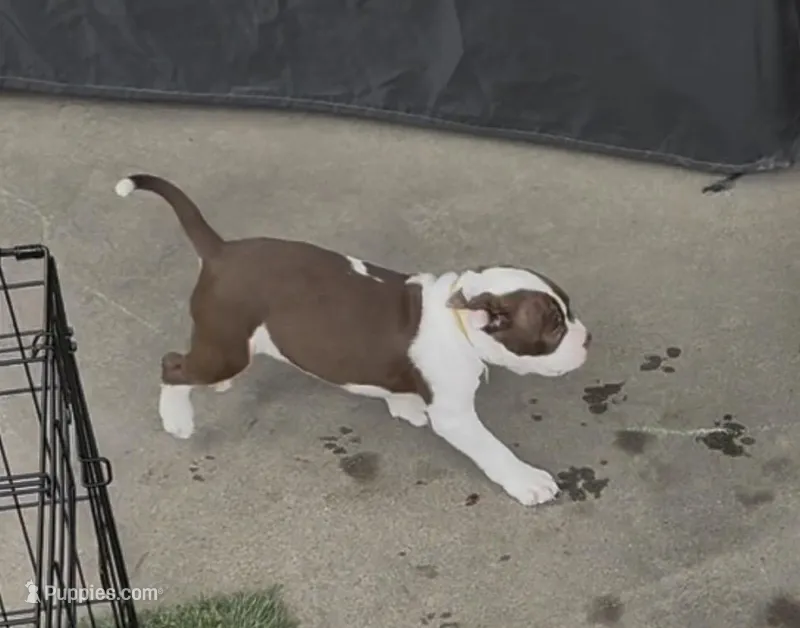 MILLIE (short for 9MM) – American Pit Bull Terrier puppy for sale in Sacramento, CA