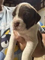 MILLIE (short for 9MM), a female American Pit Bull Terrier for sale in Sacramento, CA – Photo 3 of 4