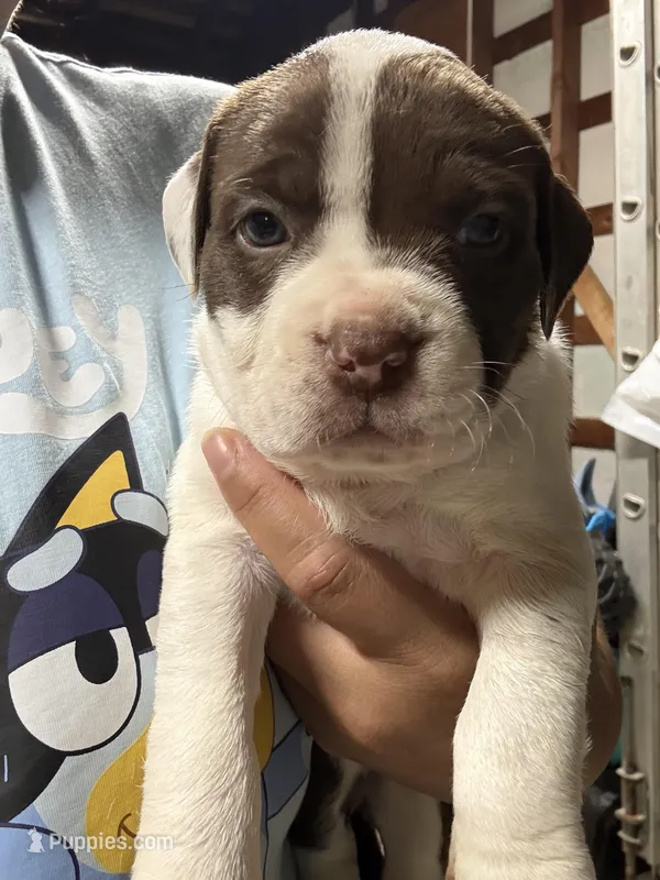 MILLIE (short for 9MM) – American Pit Bull Terrier puppy for sale in Sacramento, CA