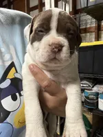 MILLIE (short for 9MM), a female American Pit Bull Terrier for sale in Sacramento, CA – Photo 2 of 4