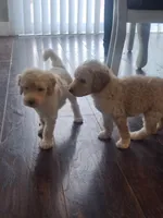 Leo, a male Poodle - Standard  for sale in La Marque, TX – 6 of 6