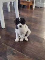 Snoopette, a female Poodle - Standard  for sale in La Marque, TX – 6 of 6