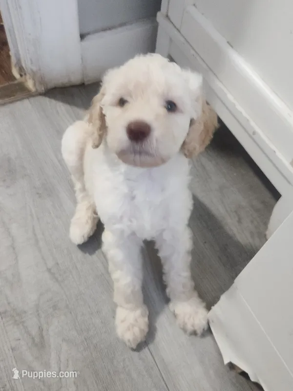 Leo – Poodle - Standard  puppy for sale in La Marque, TX