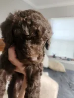 Little Marley, a female Poodle - Standard  for sale in La Marque, TX – 2 of 6