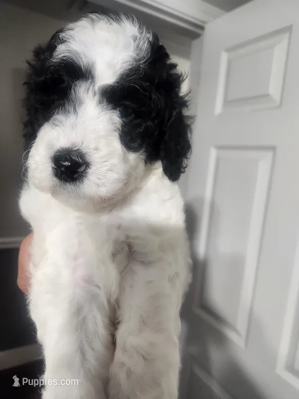 Snoopette – Poodle - Standard  puppy for sale in La Marque, TX