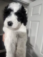 Snoopette, a female Poodle - Standard  for sale in La Marque, TX – 1 of 6