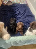 Little Marley, a female Poodle - Standard  for sale in La Marque, TX – 6 of 6