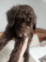 Little Marley, a female Poodle - Standard  for sale in La Marque, TX – 3 of 6