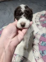 Max , a male Poodle - Standard  for sale in La Marque, TX – 2 of 10