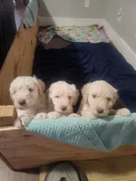 Leo, a male Poodle - Standard  for sale in La Marque, TX – 3 of 6